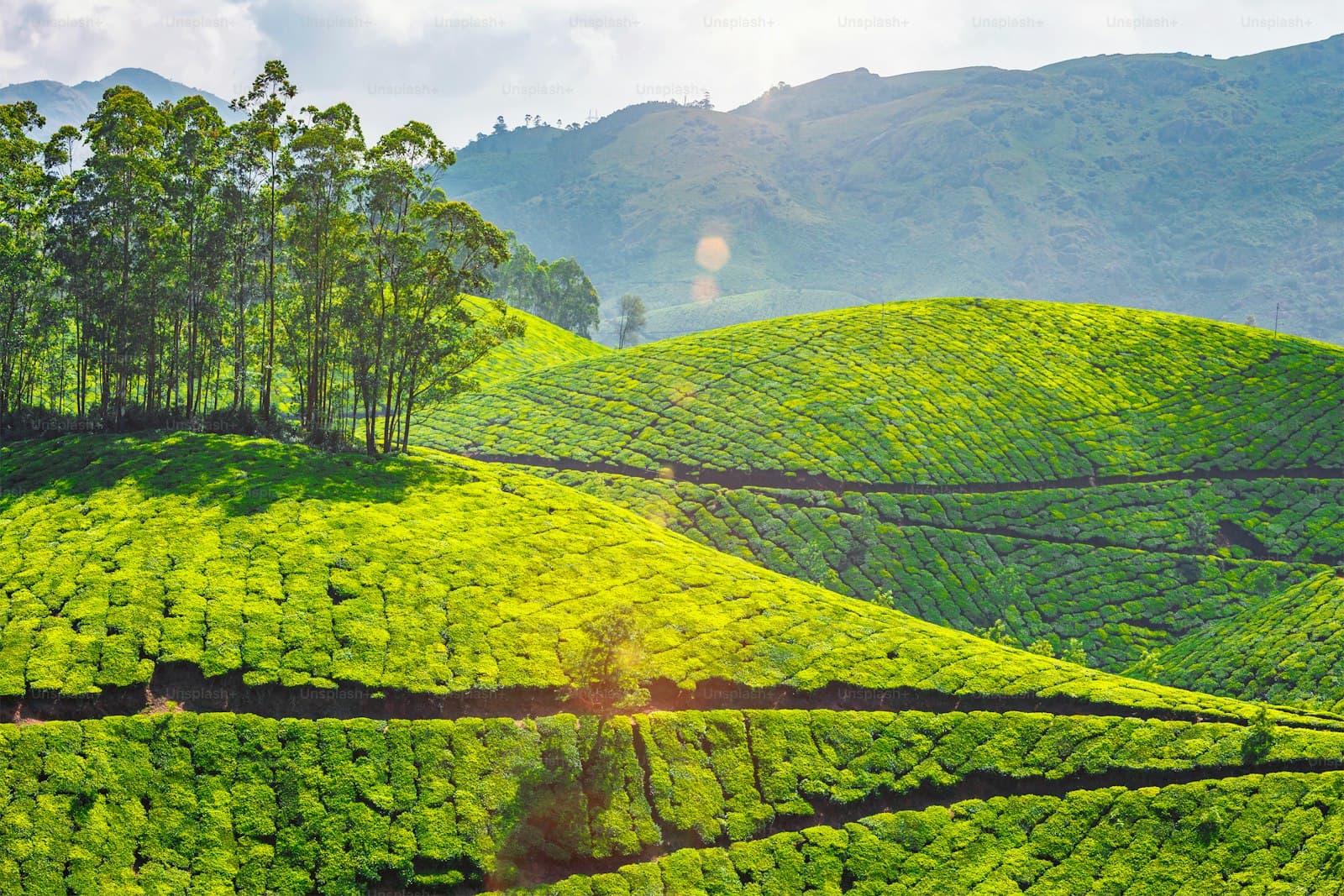 Munnar – Alleppey Kerala Classic (4N/5D) – Munnar